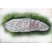 DUO Clifden Nonpareil Catocala fraxini with Red Underwing nupta 15 eggs of each SPECIAL PRICE